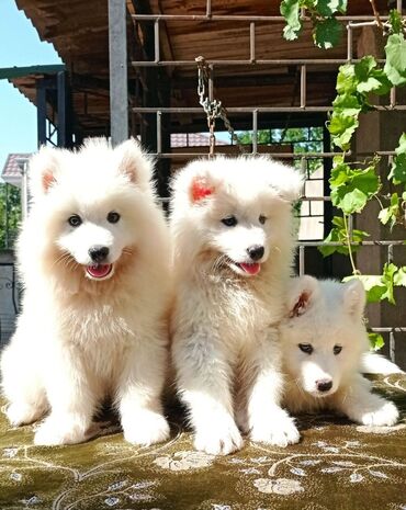 qafqaz coban itleri: Samoyed layka balaları satılır.02.08.23 də doğulublar. iki Erkey və at lalafo.az qafqaz coban itleri: Samoyed layka balaları satılır.02.08.23 də doğulublar. iki Erkey və
