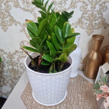 Драцены и Сансевиерии: Распродажа цветов долларовое дерево в красивых горшках отлично — 6