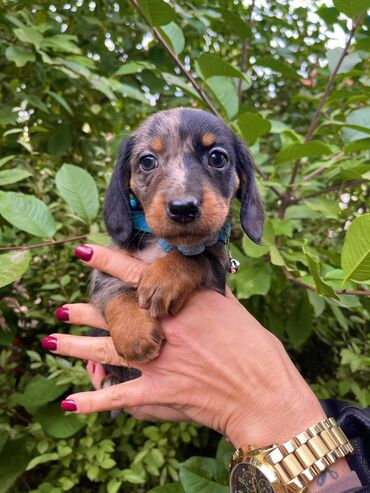 Psi: Odgajivacnica pasa “Happy Puppies” ima prelepe stence mini jazavicara — 5