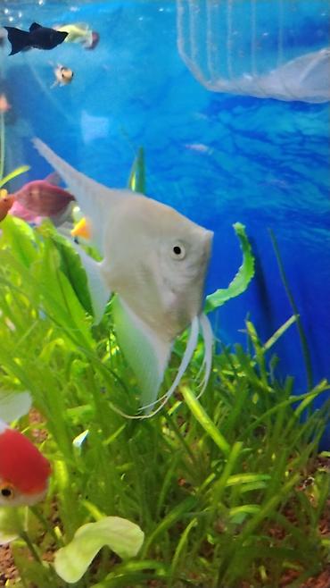 aqvarium: Akvaryum üçün ağ/kremsi rəngdə Skalyar (angelfish) - Növ — 3