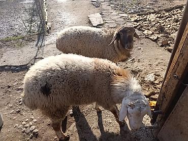 Баран, овца: Продаю | Овца (самка) | Полукровка | Для разведения — 8