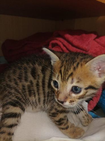 котята породистые: Бенгальская, 1 месяц, Девочка, Приучена к лотку — 3