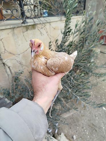 toyug hini: Toyuq, Damazlıq, Rayonlara çatdırılma — 2