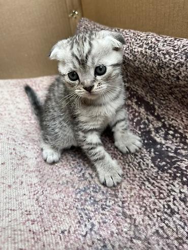 Продажа кошек: Шотландский вислоухий котёнок (Scottish Fold) - Окрас: серебристый — 1