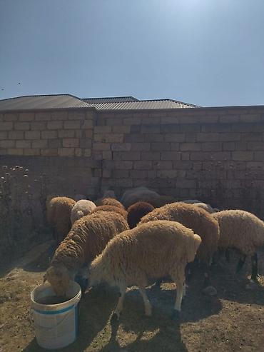 Quzular satılır aralarında analı balalı, qoç,erkek və dişi quzular həm lalafo.az -da Quzular satılır aralarında analı balalı, qoç,erkek və dişi quzular həm