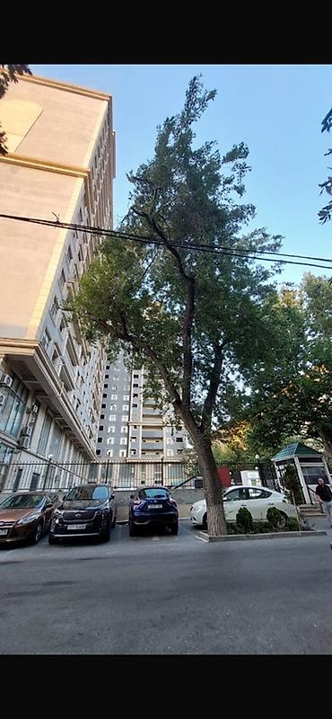 şeki: Obyekt təcili icarəyə verilir ! Qiyməti : 700 AzN. Gənclik metrosu — 1