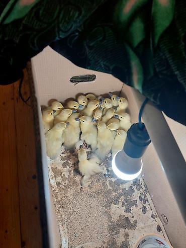 Balaca ördək balaları satılır - Növ: ördək cücələri (sarı tüklü, tünd