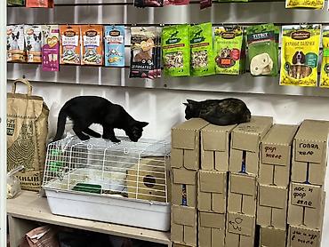кошка черная: Кошка даром: Беспородная, 3 месяца, Девочка, Приучена к лотку — 4