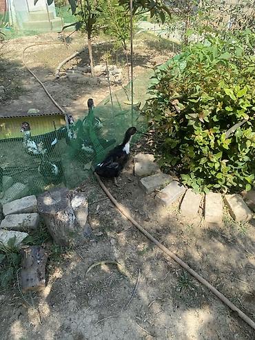 Ördəklər: Hər qiymətə var. Hamısı sağlam ördəklərdi🤤👍 Al apar bişir ye Hər — 9