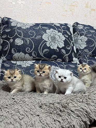 котедж слив пантера: Выставляются на бронь шотландские котята, “ фолды и страйты” золото и — 1