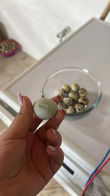 hundusqa yumurtasi: Bılıbıl (bildircin) yumurtası - Təbii, xırda ölçülü bıldırcın — 1