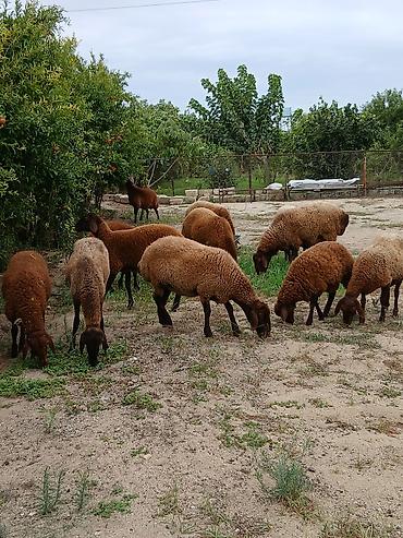 qarabağ qoyunu: Salam təmiz cins heyvanlardı ümumi 12 ədəd heyvandı 10 ədəd təmiz qala — 8