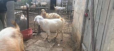 heyvanlar və balaları: Qısır küyərdi hələb sani qarışığı kefinnən keçən kök heyvandı 48 kq — 3