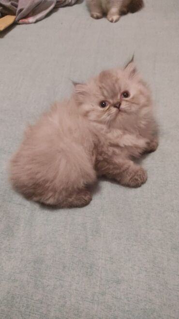 Pişiklər: Şotland yastı qulaq, Erkək, Dişi, Yaxşı əllərə, Ünvandan götürmə, Pulsuz çatdırılma, Ödənişli çatdırılma — 81