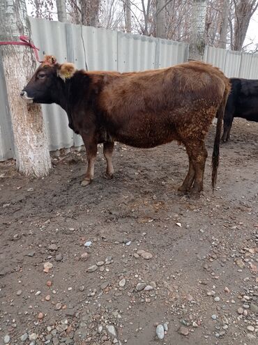 арпа урук in Кыргызстан | ҮРӨНДӨР ЖАНА КӨЧӨ ӨСҮМДҮКТӨРҮ: Продаю корову глубоко стельную будет 2 Атёла порода швиц 8,5 месяцев