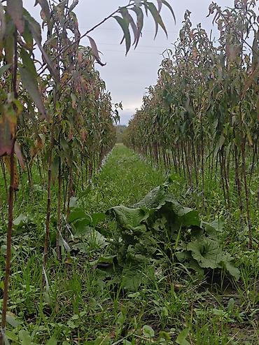su cənlərinin qiyməti: Yerli ve xarici növ şaftalı gözleri 15 den çox növ hamsı yerli kök — 3