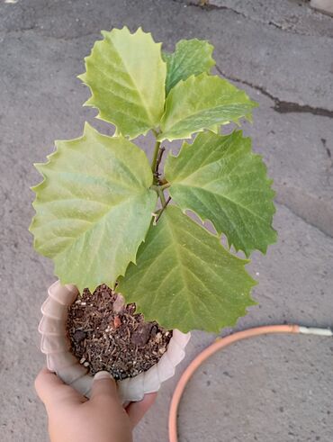 Комнатные розы: Продаю цветы все цены разные, находится в Кара Балте — 6