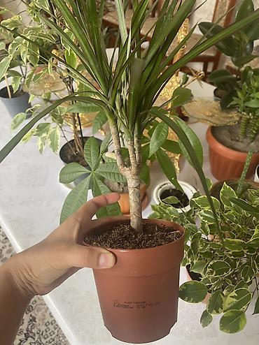 цветы драцена: Драцена маргината (Dracaena marginata), компактное комнатное растение — 2