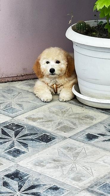 ucuz ev itleri: Pudel, 3 ay, Erkək, Peyvəndli, Ünvandan götürmə, Ödənişli çatdırılma — 3