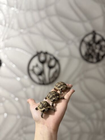 Digər heyvanlar: Məhsul: Kiçik quru tısbağaları Təsvir: - Ovuc boyda, zolaqlı-qəhvəyi — 3