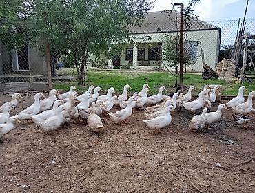 bulbul quşu: Pekin ordeyi satılır.5ay 10 gunlukdur.baxmaga şərait olmadığı üçün — 2