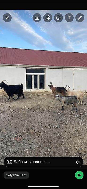 Mal-qara: Erkək, Zanen, il: 1, Damazlıq, Südlük, Ətlik, Ödənişli çatdırılma — 2