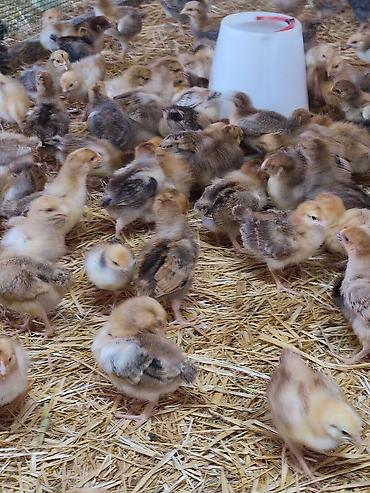 Куры, петухи: Продаю | Цыплята | Кучинская | Для разведения — 10