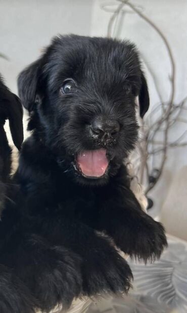 Psi: Veliki Crni Snaucer štenci vrhunskog izlozbenog porekla na prodaju — 3