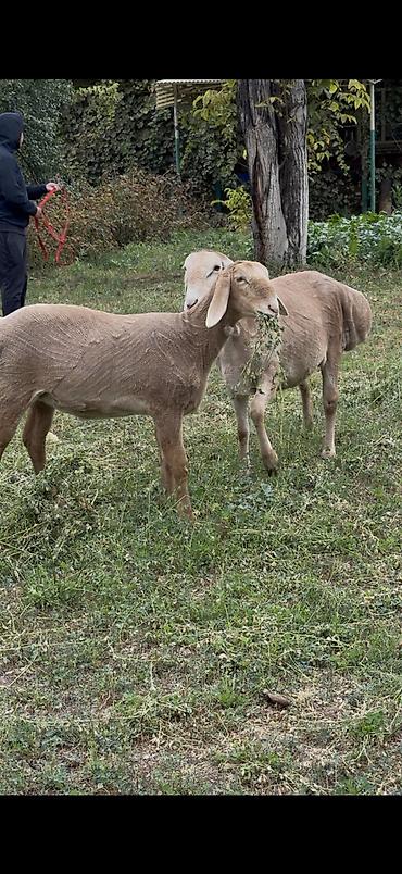 Продам с/х животных: Продаю | Овца (самка), Ягненок | Арашан | Для разведения | Племенные — 2