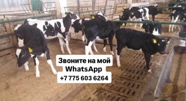 Коровы, быки: Продаю | Корова (самка), Бык (самец), Тёлка | Ангус, Герефорд, Голштин | На откорм, На забой, Для разведения | Племенные, Нетель