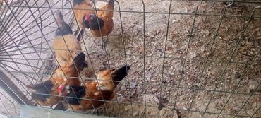 qaşqaldaq quşu: Volwerk Qəhvəyi-Qızılı 1 xoruz 5 fərə satılır.bir Ədədi 30 Manat Tək