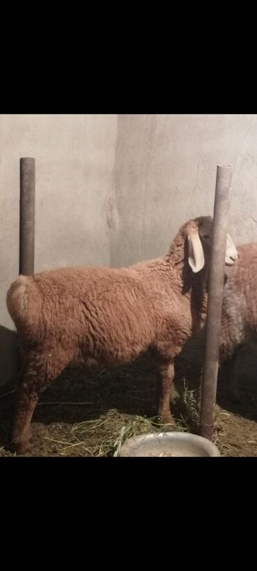 Бараны, овцы: Продаю | Ягненок, Баран (самец) | Арашан | Для разведения | Племенные