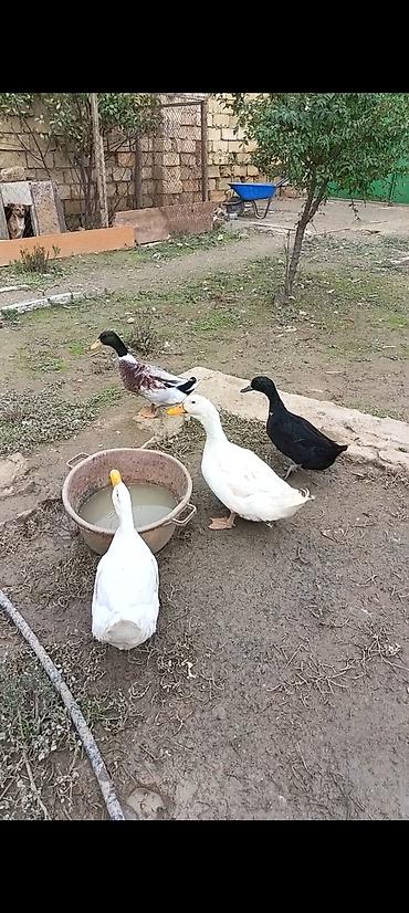 Salam Unvan maştağadi. Ev quşları – ördəklər (4 baş) Təsvir: - Qrup