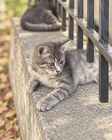 котики: Мама-кошка и два малыша ищут дом🙏🏻🥺 Эта маленькая семья сейчас живёт — 4