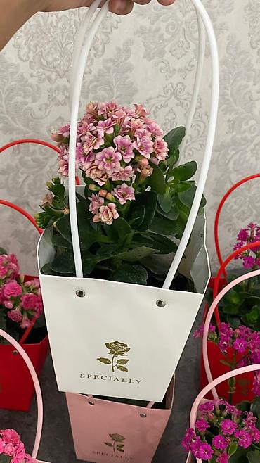 Каланхоэ: Горшечные каланхоэ в подарочных пакетах - Цветение: обильные соцветия — 6