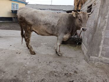 Коровы, быки: Продаю | Корова (самка) | Для молока | После отела — 15