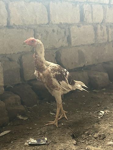 heyratı barter: Cutu 70 azn tektek 40 m — 1