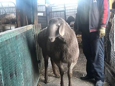 Баран, овца: Продаю | Овца (самка) | Для разведения — 3