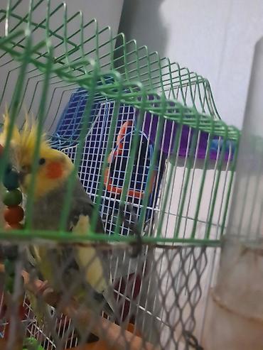 попугай корелла: Hazır erkek dişi quslardi bala verir hal hazirda yuva qizdirirlar — 1
