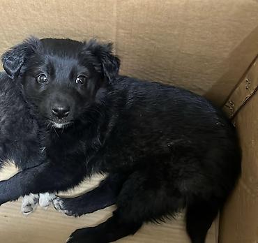 Отдам даром собаку: Собака даром: Дворняжка, 2 месяца, Самка — 4