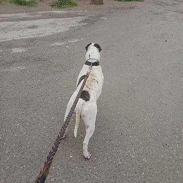 İtlər: Amerikan buldoqu, Erkek, Peyvəndli — 2