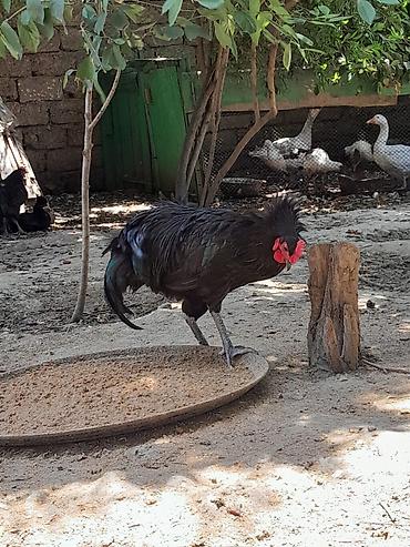 meşə toyuğu: Təmiz avsrolop xoruzlardi 5ayliqdi 3 kiloya yaxin çəkiləri var — 5