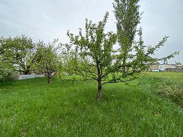комм: 10 соток, Курулуш, Кызыл китеп — 3