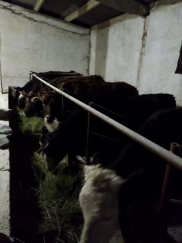 продаются щенки немецкой овчарки: Башка жаныбарлар