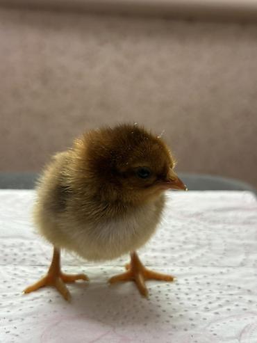 Куры, петухи: Продаю | Цыплята | Домашняя | Для разведения — 7