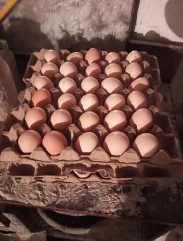 гусинные яйца: Яйца адлера
