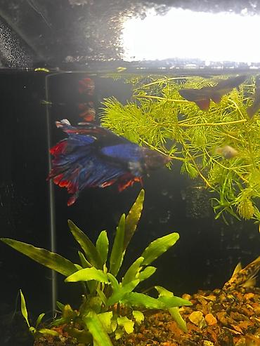 beta balığı: Betta (Petuşok balığı) — 1