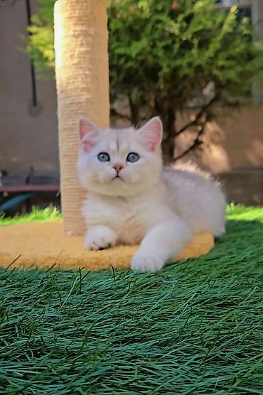 хочу купить кошку: Шотландские чистопородные котята. Scottish fold и Straight девочки — 4