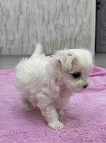 İtlər: Malta bolonka — 8