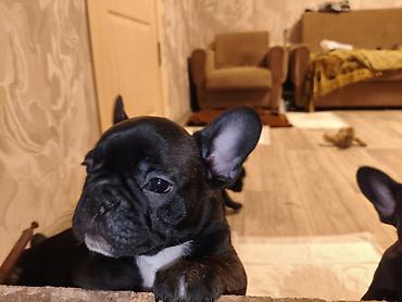 Продажа собак: Бульдог, 2 месяца, Самец, С прививкой at lalafo.kg — 7 Продажа собак: Бульдог, 2 месяца, Самец, С прививкой — 7